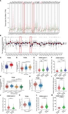 MAPK-activated protein kinase 2 is associated with poor prognosis of glioma patients and immune inhibition in glioma